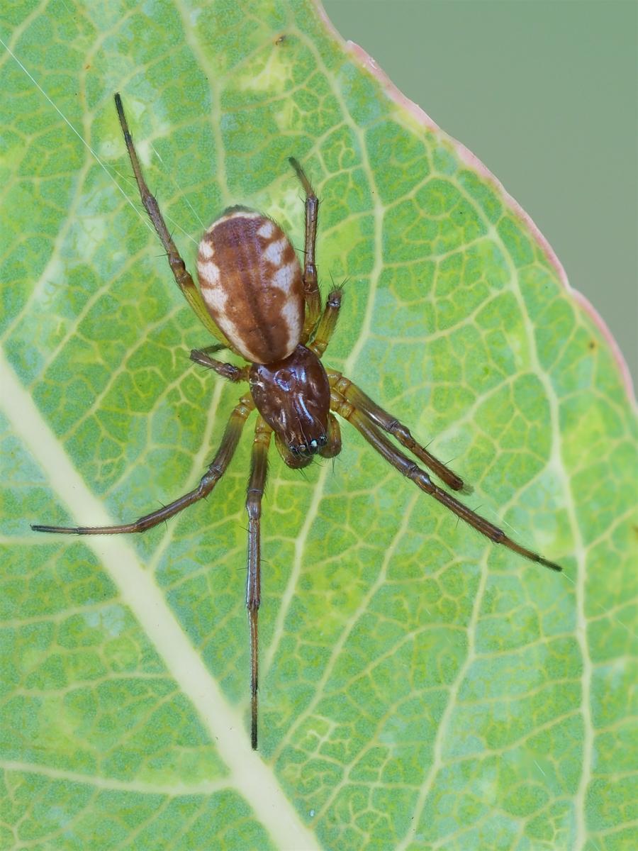 Frontinella communis (Bowl and Doily Spider). Photo by John Reaume. 