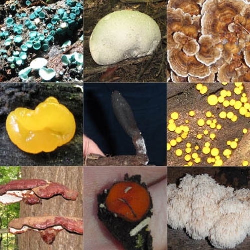 fungi Quiz