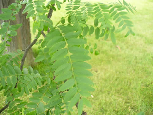 Honey Locust Leaves