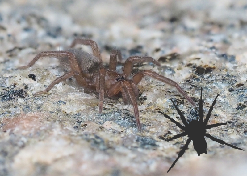 Gnaphosidae