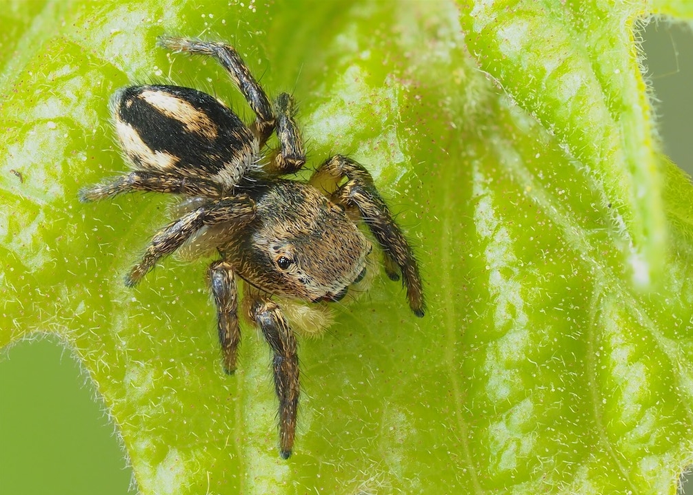 Habronattus decorus | The Arboretum