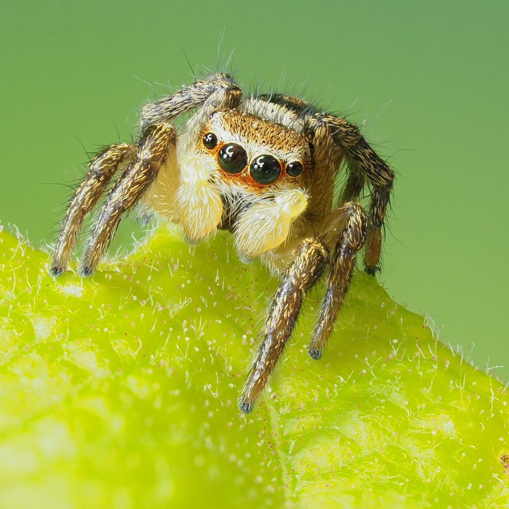 Immature Habronattus decorus found in The Arboretum. Photo by John Reaume. 