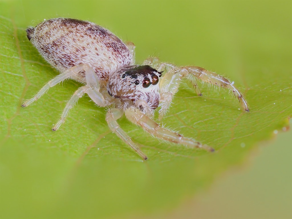 Male Hentzia mitrata (White-jawed Jumping Spider). Photo by John Reaume. 