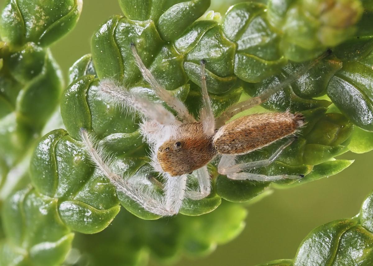 Male Hentzia mitrata (White-jawed Jumping Spider). Photo by John Reaume. 