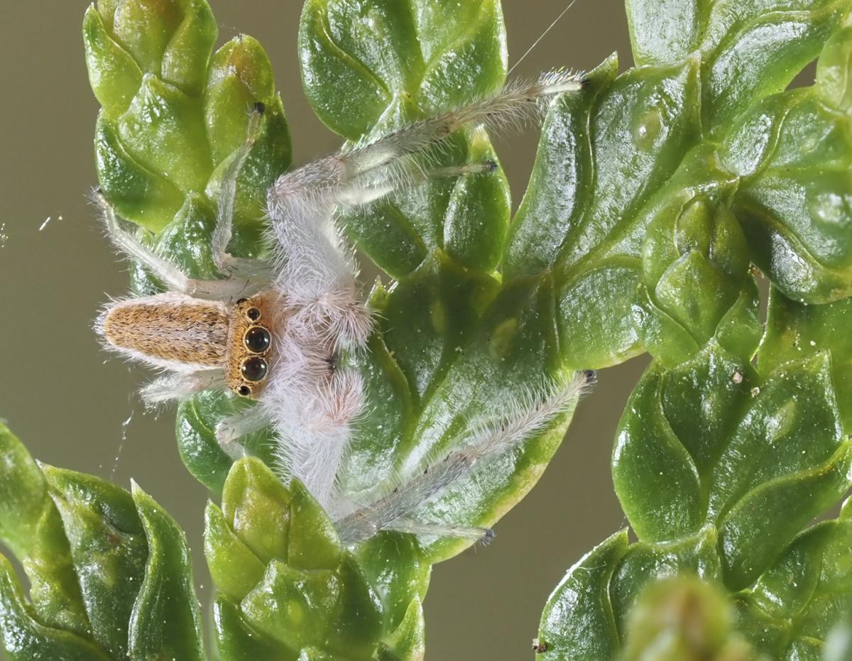 Male Hentzia mitrata (White-jawed Jumping Spider). Photo by John Reaume. 