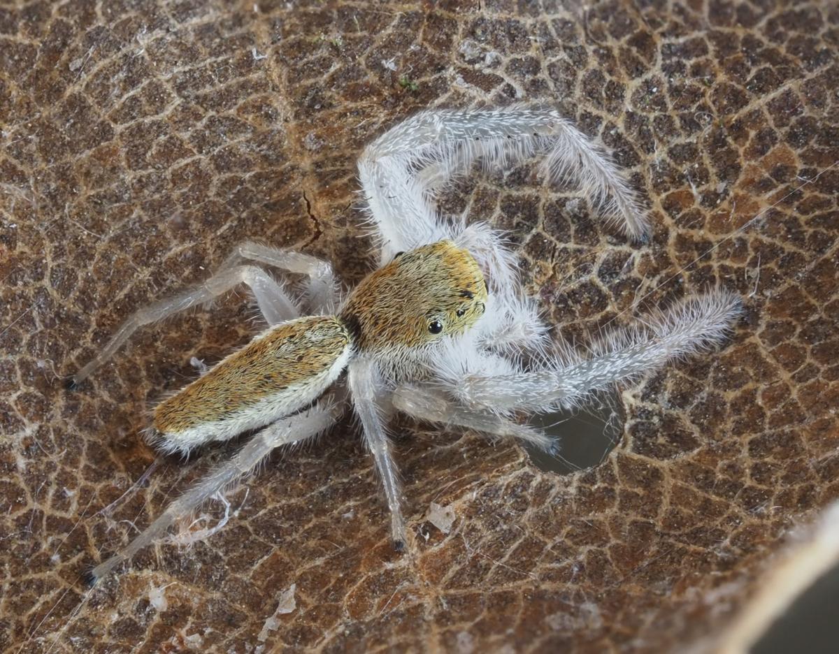 Male Hentzia mitrata (White-jawed Jumping Spider). Photo by John Reaume. 