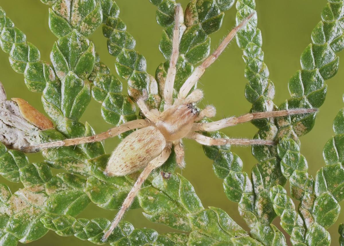 ​Hibana gracilis (Garden Ghost Spider). Photo by John Reaume. 