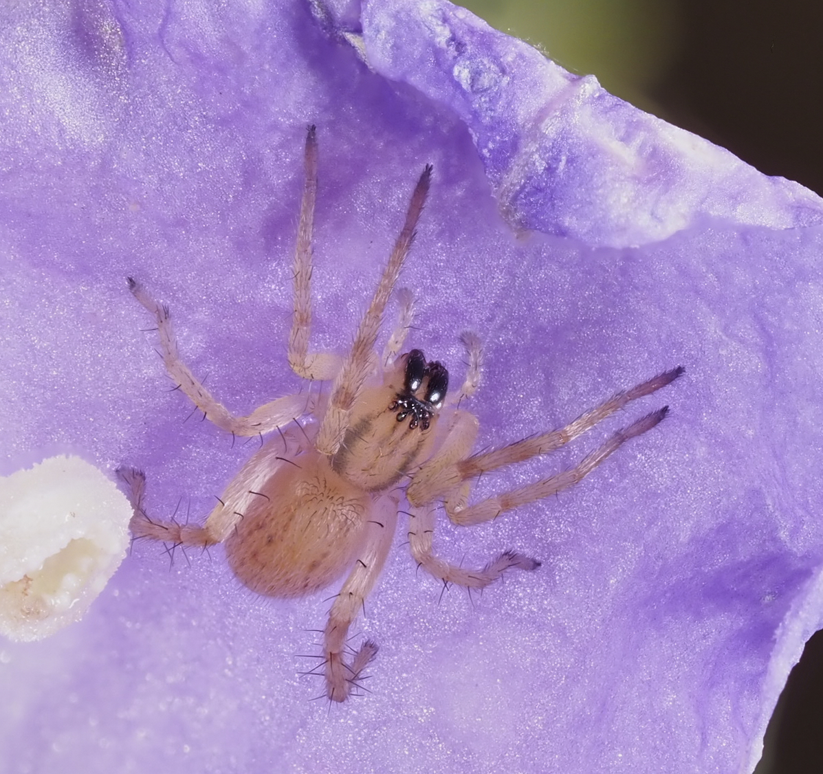 Hibana gracilis (Garden Ghost Spider). Photo by John Reaume. 