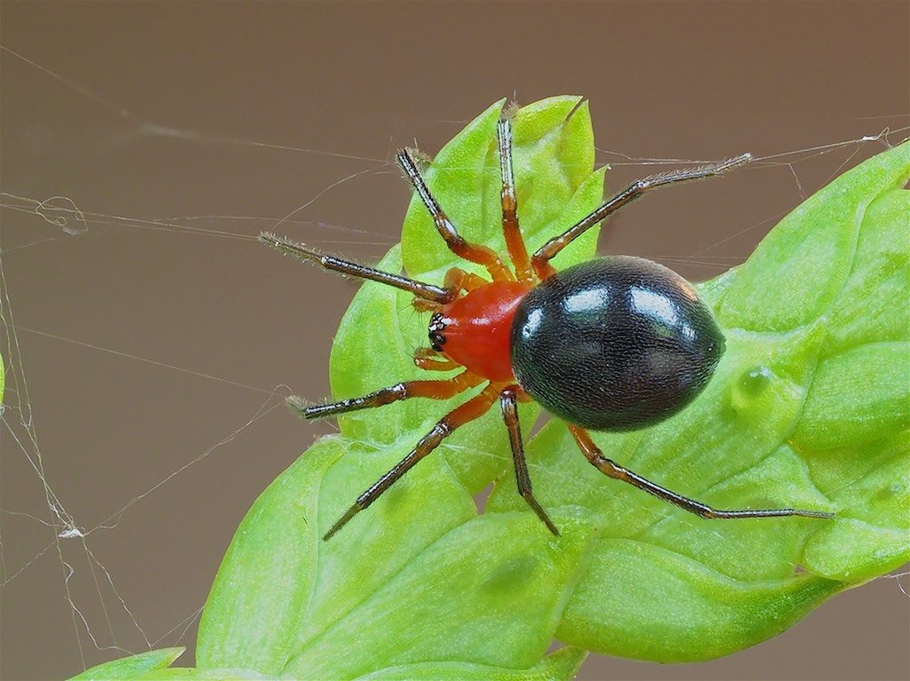 Hypselistes florens