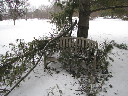 Broken White Pine and bench in the World of Trees collection.