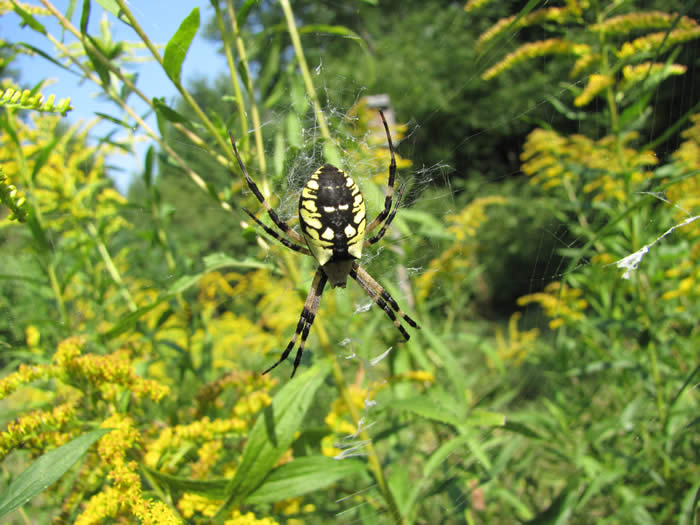 Black-and-yellow Garden Spider