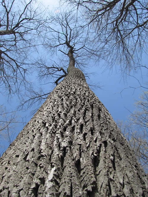 White Ash Bark