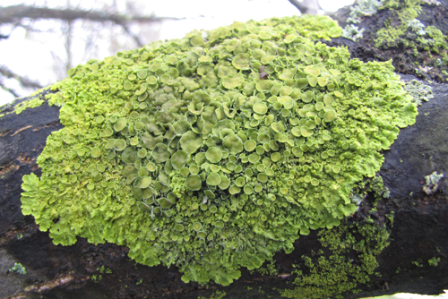 This lichen species, Maritime Sunburst Lichen, Xanthora parietina, is usually found near coastal sites in North America, but it is also found here in The Arboretum. Photo by Chris Earley