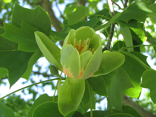 Tulip Tree Blooming