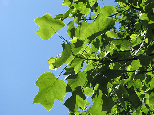 Tulip Tree Leaves