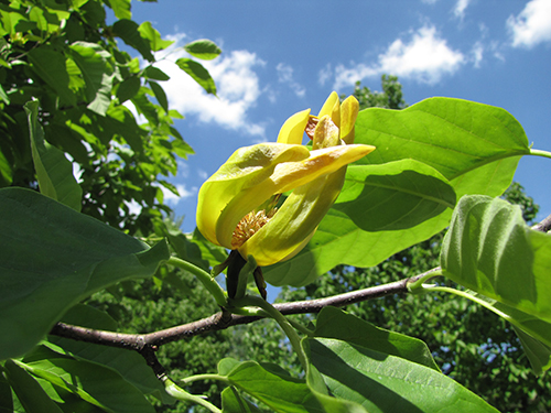 Yellow Bloom