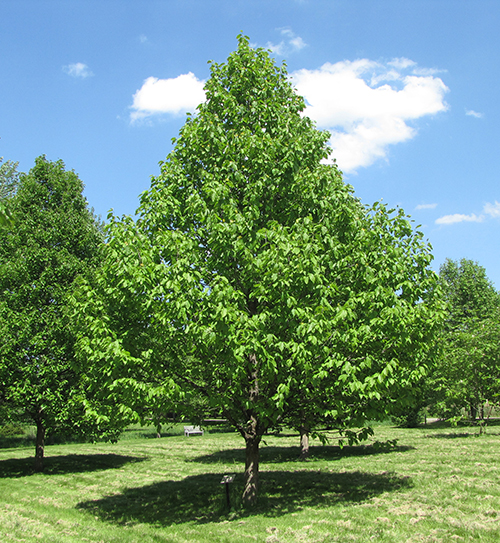 The pyramidal form of a Cucumber Tree