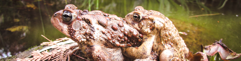 american toads