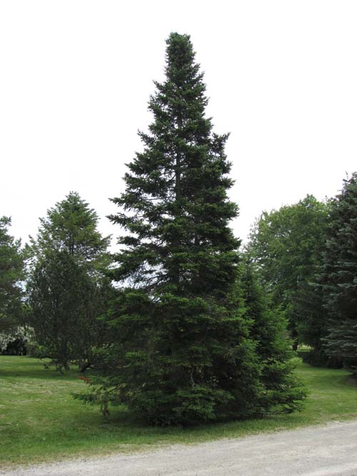  Balsam fir