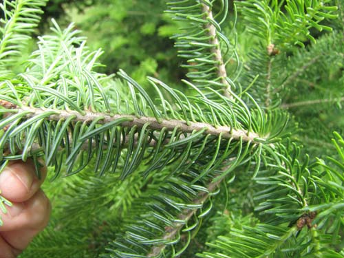 Balsam fir needles