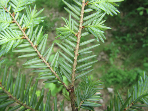 Hemlock Needles