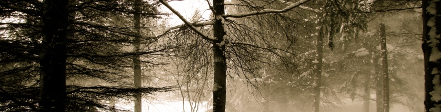 trees in the snow