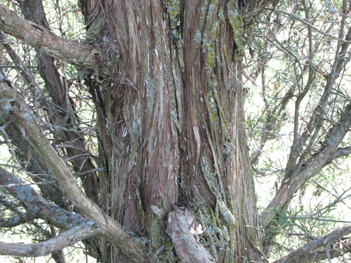 Red Cedar Bark