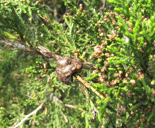 Red Cedar Needles