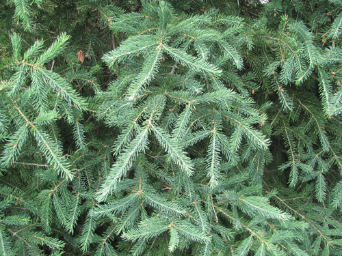 White Spruce Needles