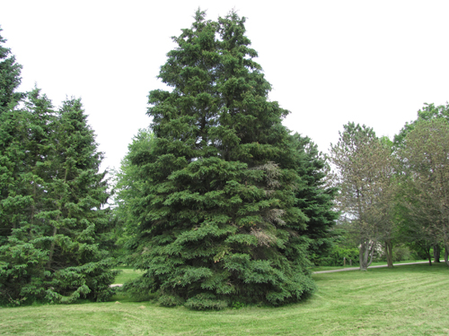 White Spruce Tree