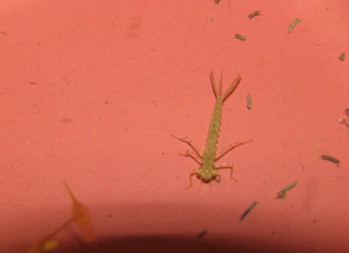 Damselfly nymph showing three lamellae on the end of its abdomen.