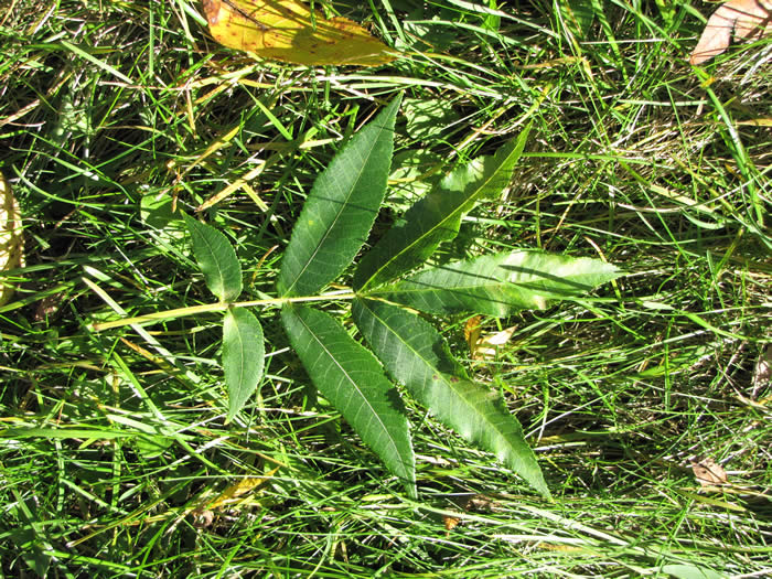 Bitternut Hickory Leaves