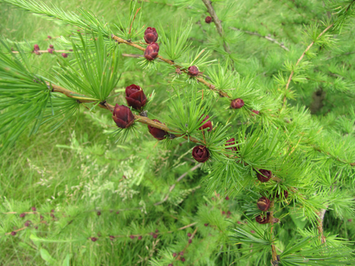 Tamarck Tree