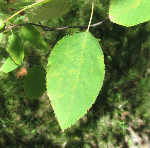 Downy Serviceberry Leaves