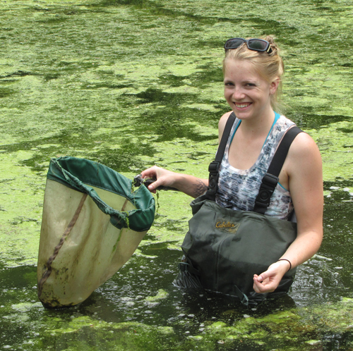 Mary in Victoria Woods Pond sampling for dragonfly and damselfly nymphs