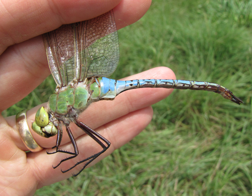 Common Green Darner