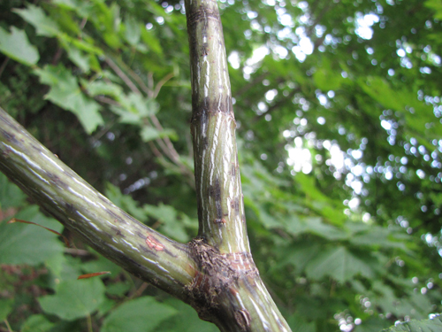 Striped Maple Branch