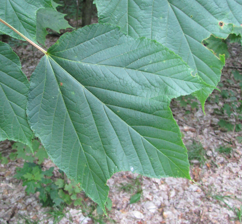 Striped Maple Leaves