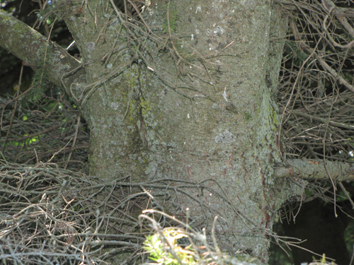Red Spruce Bark