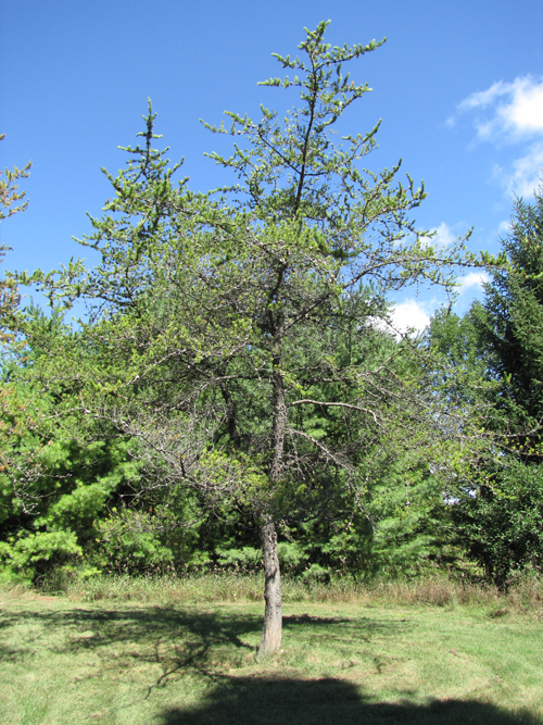 Jack Pine Tree