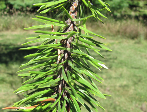 Jack Pine Needles