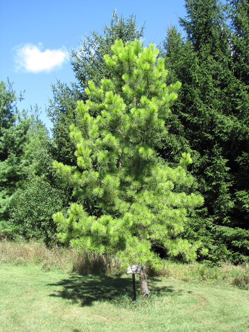 Pitch Pine Tree