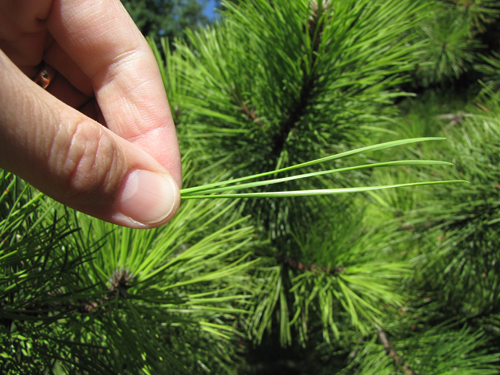 Pitch Pine Needles