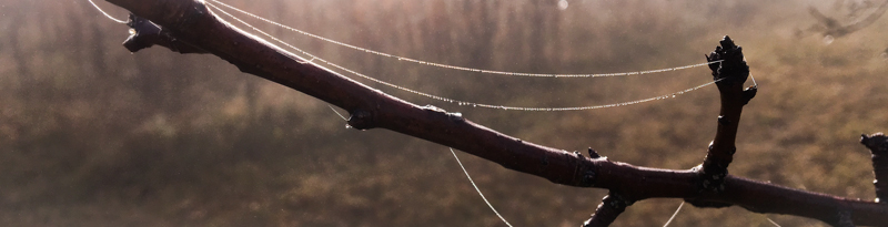 dew on spider web