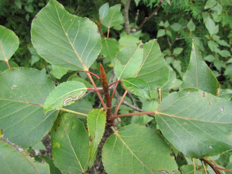 The sticky terminal buds are large reaching up to 25 mm and have hairless margins
