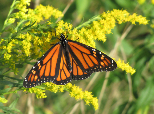This Goldenrod has attracted a Monarch with its nectar.