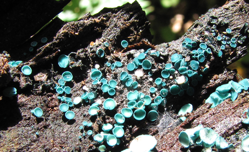 Blue-stain Fungus (Chlorociboria aeruginascens).