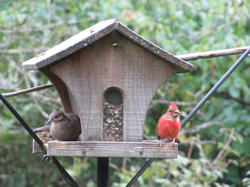 A Mourning Dove blocks our view of a Red-breasted Nuthatch while a rather ratty-looking Northern Cardinal opens a sunflower seed.