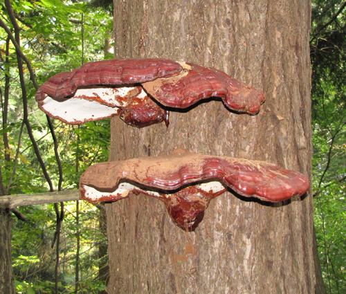 Hemlock Varnish Shelf (Ganoderma tsugae).