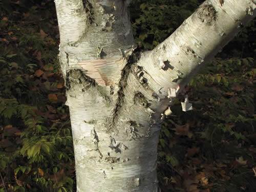 Paper Birch Bark